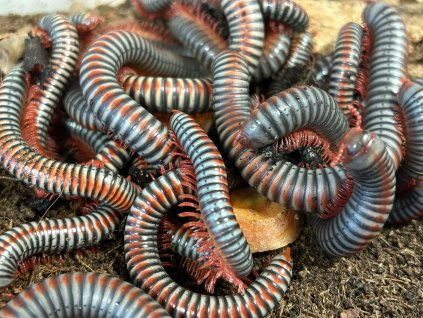 Tonkinbolus Dollfusi