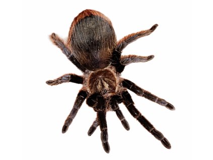 Tliltocatl albopilusus