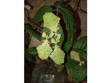 Lupenitka Phyllium Giganteum