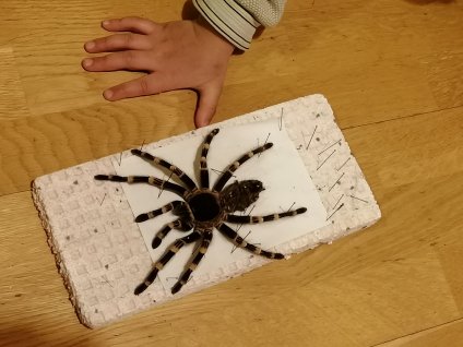 uhynulý samec - preparace