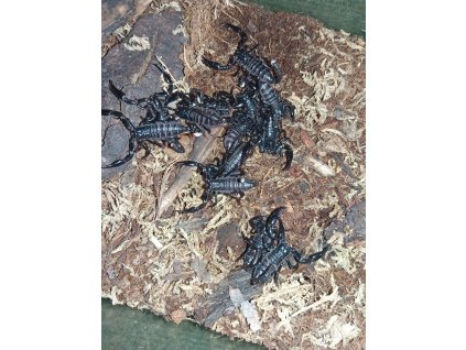 Štír Heterometrus petersii - mládě