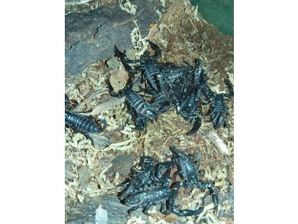 Štír Heterometrus cyaneus - mládě