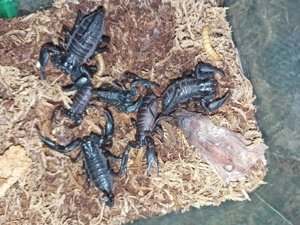 Štír Heterometrus spinifer - mládě