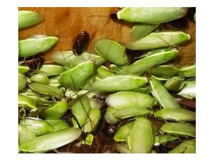 panchlora nivea