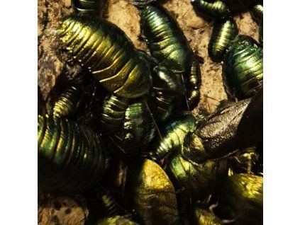 Šváb smaragdový (Corydidarum magnifica) - 8 ks
