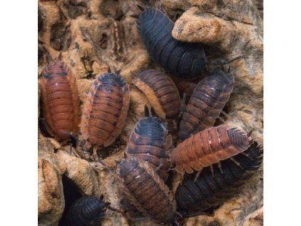 porcellio scaber lava