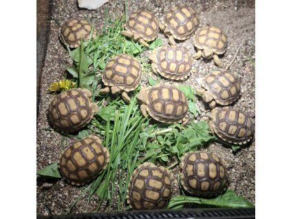 Želva ostruhatá (Centrochelys sulcata)