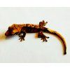 Correlophus ciliatus - tiger - juv.
