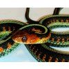 Thamnophis sirtalis infernalis - pár