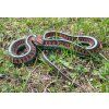 Thamnophis sirtalis infernalis - pár
