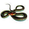 Thamnophis sirtalis infernalis
