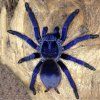 Tarantule Lasiocyano sazimai