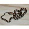 Pantherophis guttatus - Miami phase het amel - samice