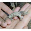 Rhacodactylus leachianus (pagekon obří) - Mt.Koghis, samice