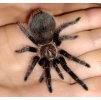 Tarantule Tliltocatl Albopilosum
