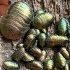 Šváb smaragdový (Corydidarum magnifica) - 8 ks