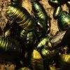 Šváb smaragdový (Corydidarum magnifica) - 8 ks