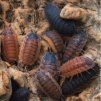 porcellio scaber lava