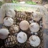 Želva ostruhatá (Centrochelys sulcata)