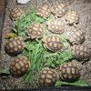 Želva ostruhatá (Centrochelys sulcata)