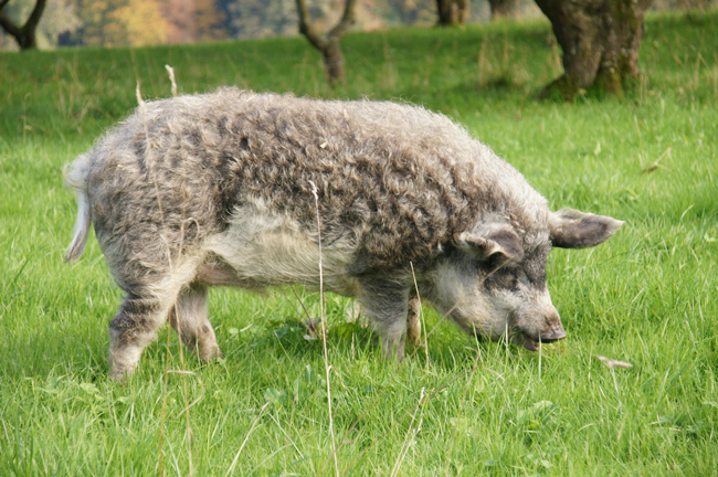 Klobása Gyulai Mangalica ostrá 300 g