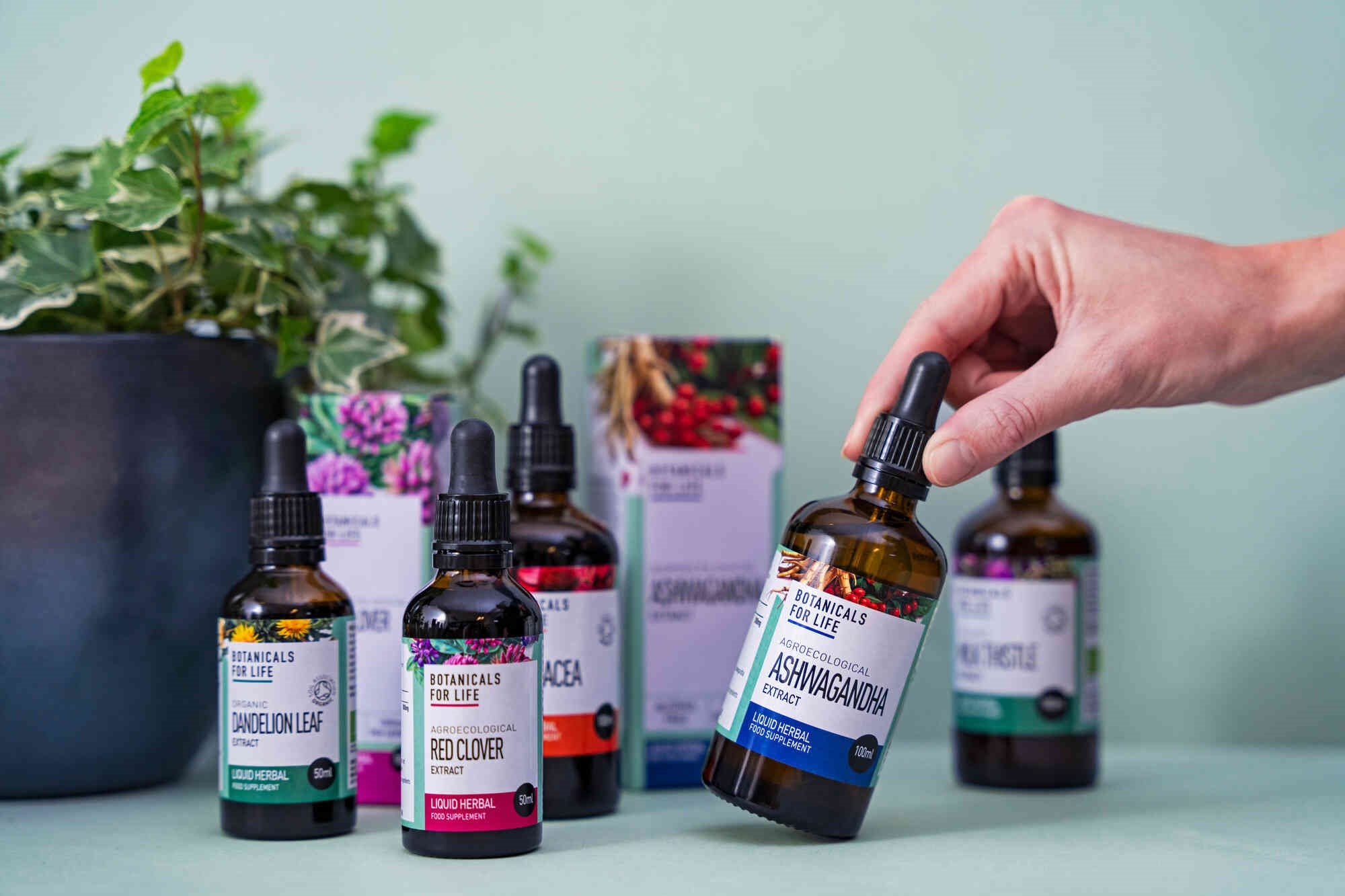 Bylinné kapky a extrakty v praxi: cílená podpora těla (2. díl)