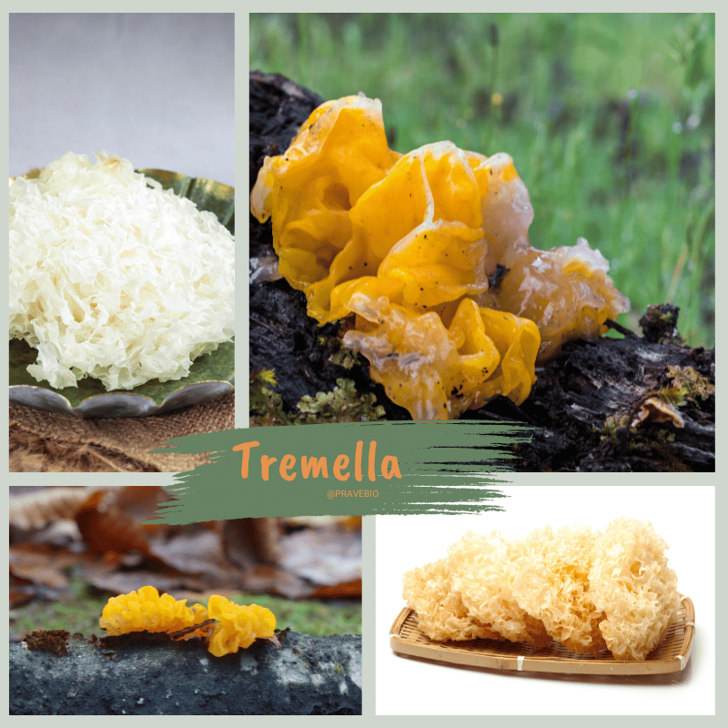 Tremella – tajemství krásy čínských císařoven