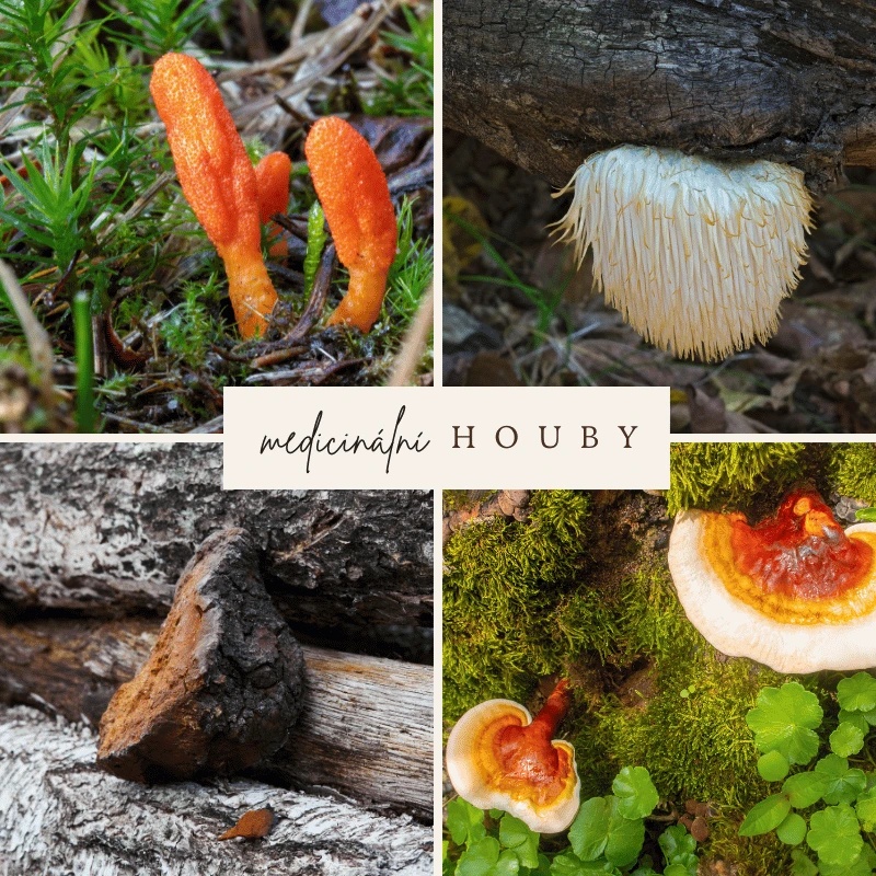 Are you familiar with medicinal mushrooms?