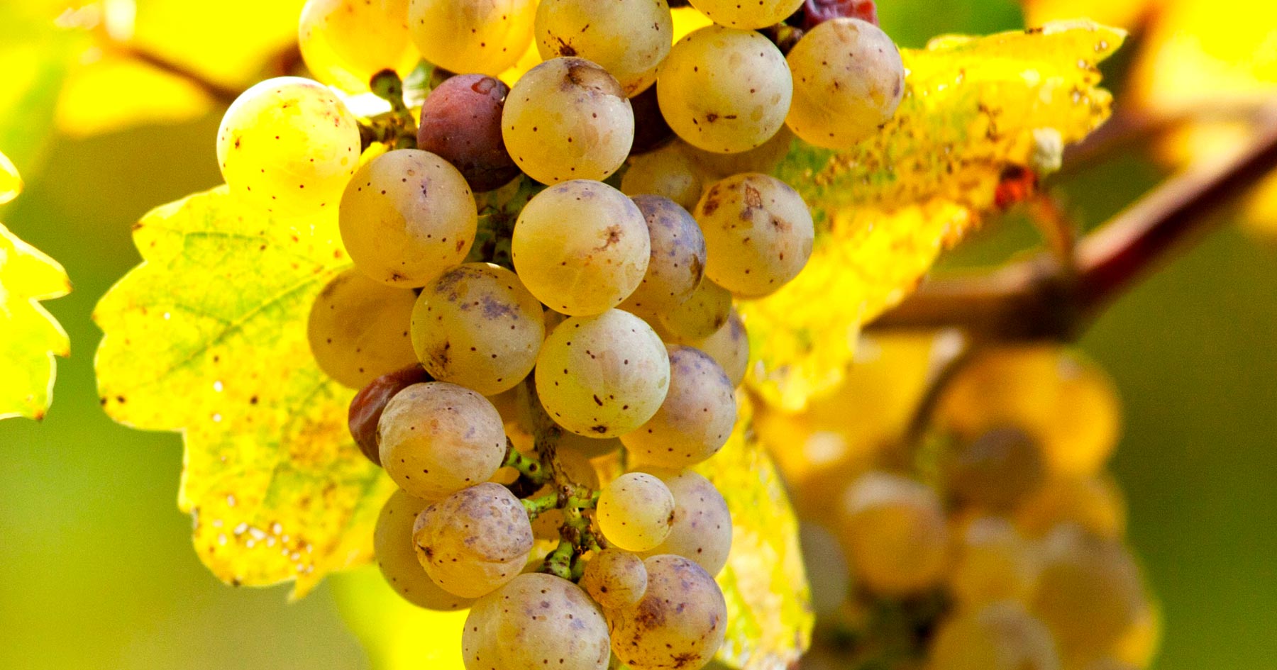 muscat-blanc-wine-grape-varietal.jpg