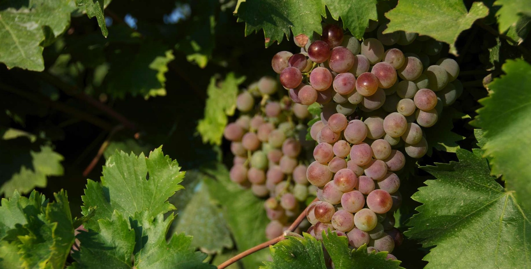 roditis-grape-at-lido-hotel-vineyards