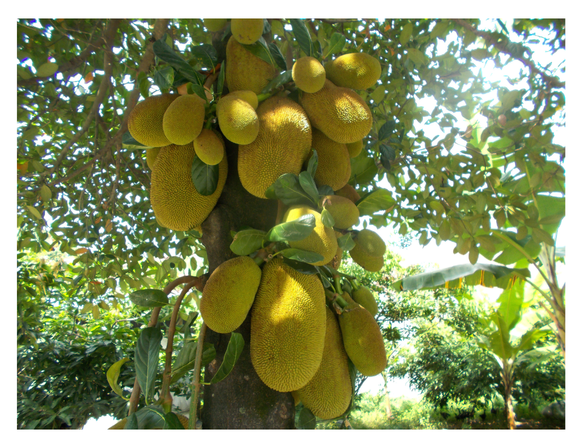 Jackfruit1