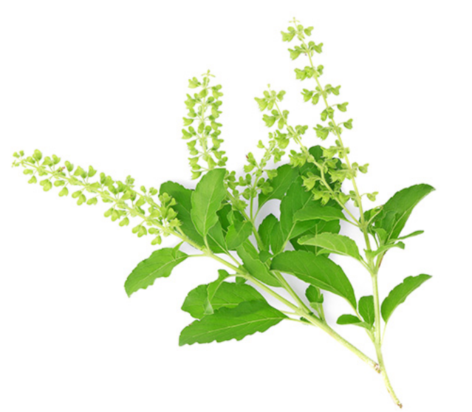 tulsi