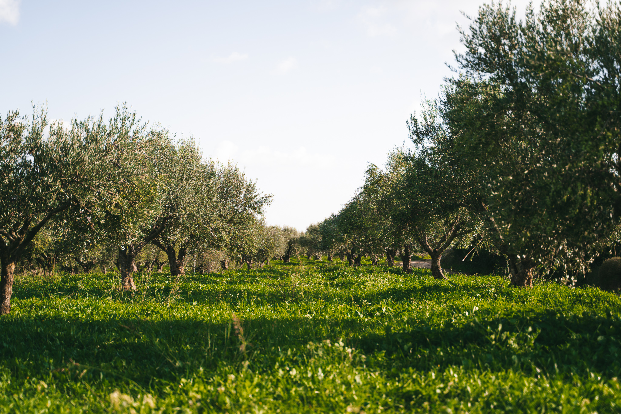 olivové háje, messinia