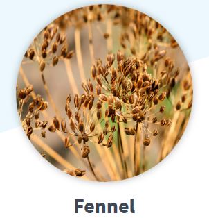 FENNEL