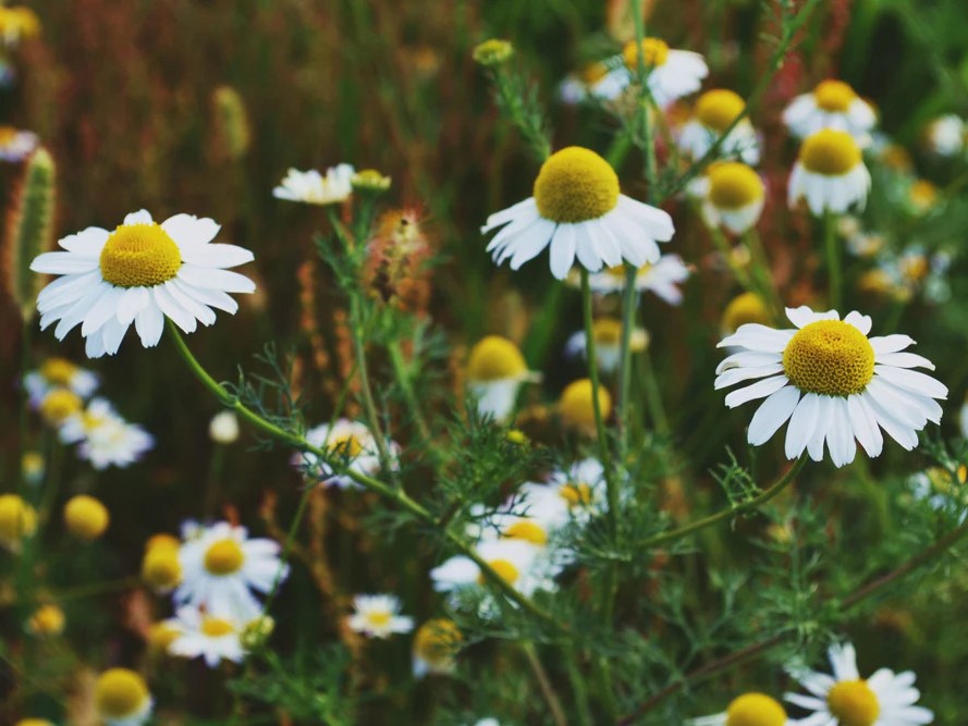 Urolithin A prášek