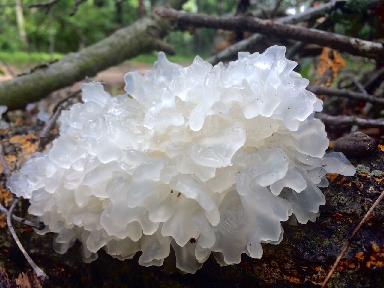 tremella-fuciformis