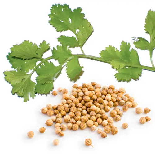 Coriander