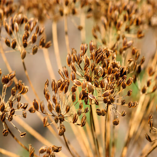 Fennel