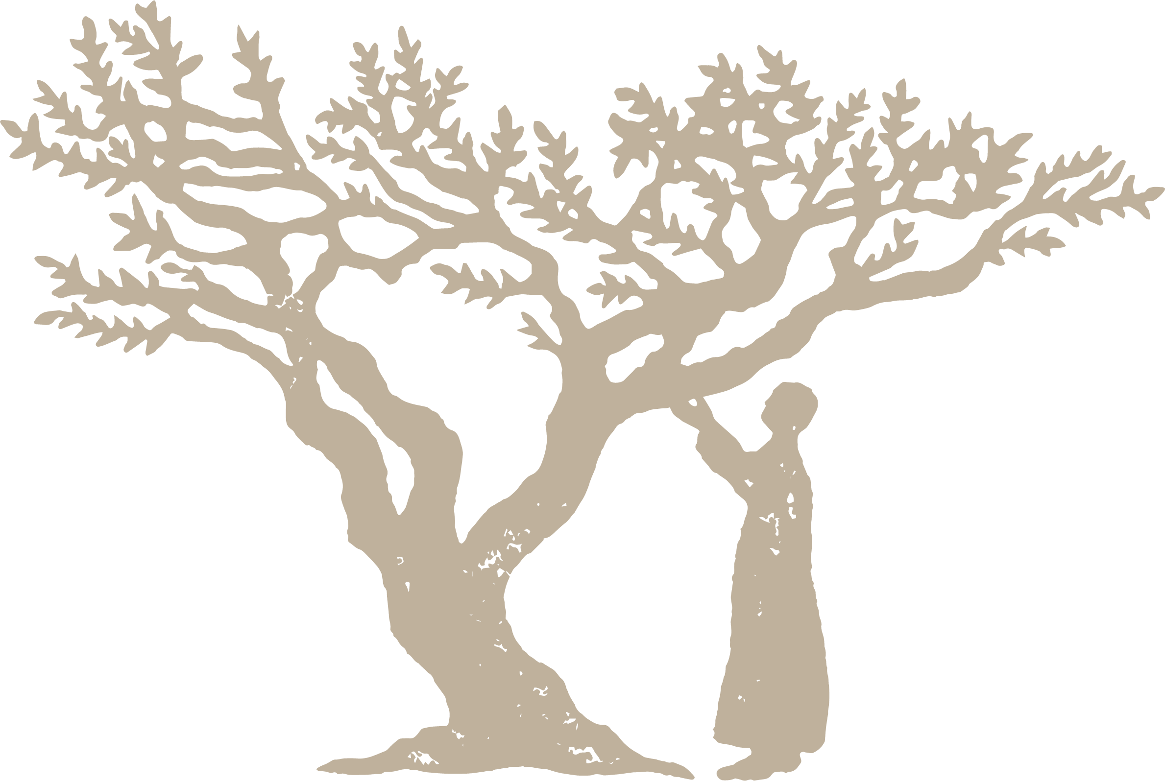 Frankincense-Tree-min
