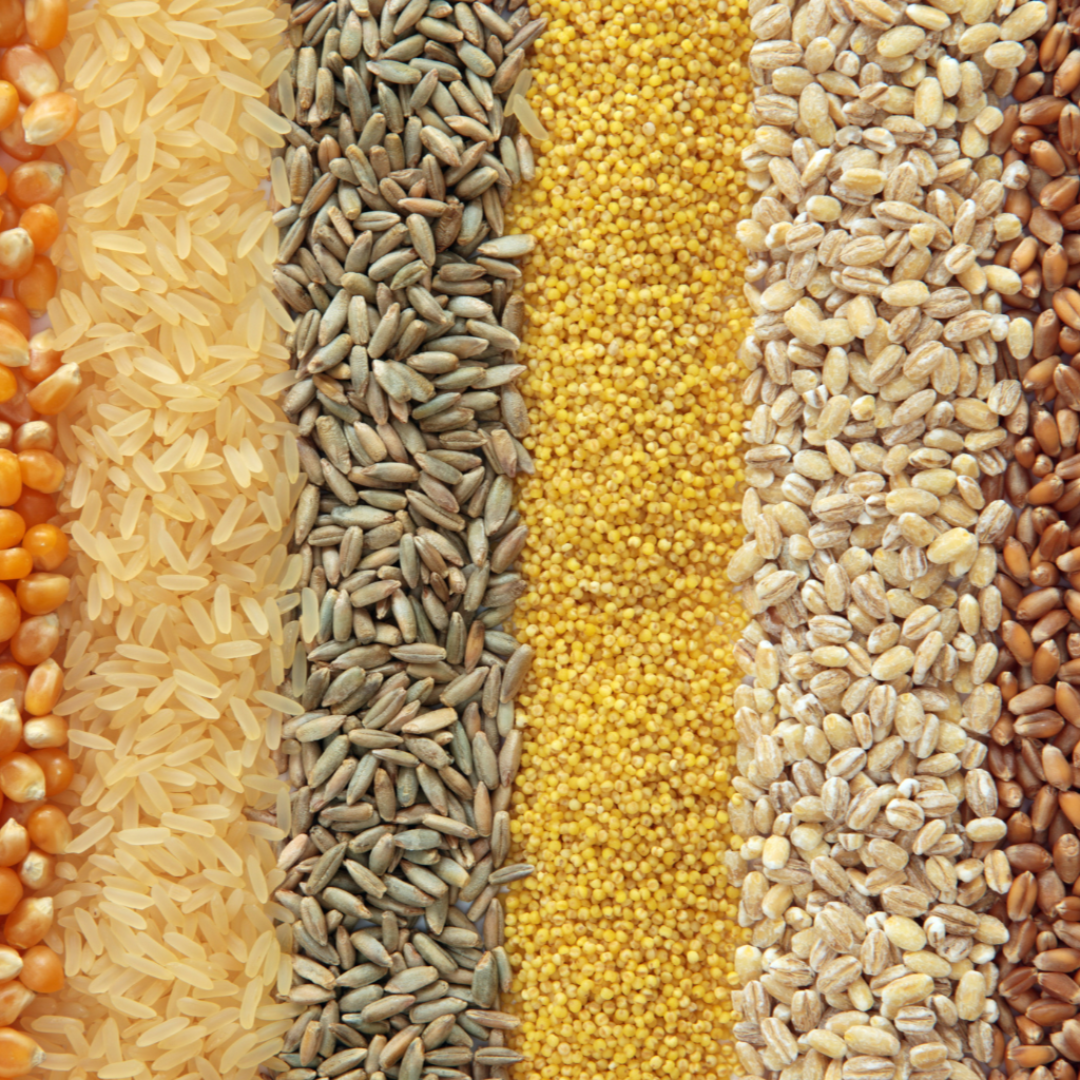 Assorted grains and seeds arranged in vertical stripes in a close-up (corn, rice, rye, millet, barley, flax).