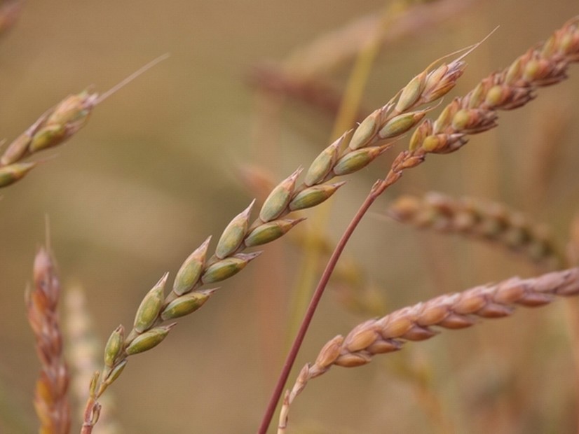 Bio špalda pluchatá klasy na poli