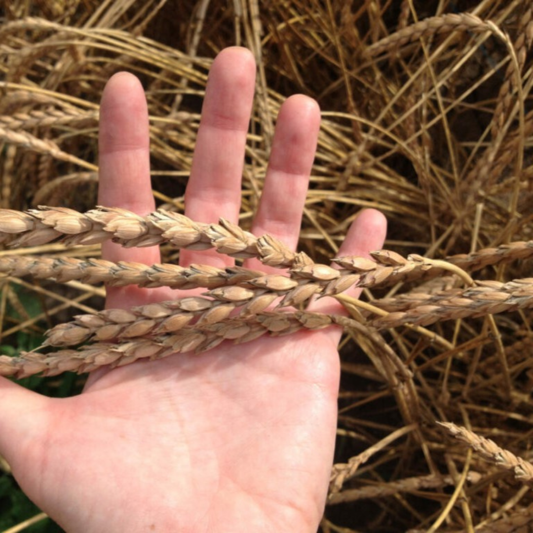 Hand holding several ripe spelt wheat heads against a background of golden straw.