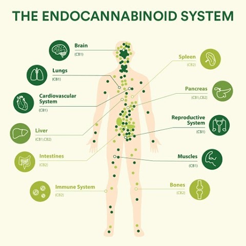 endokanabinoidní systém