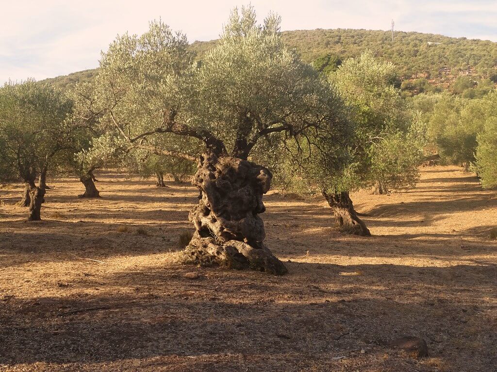 lesbos olivové háje