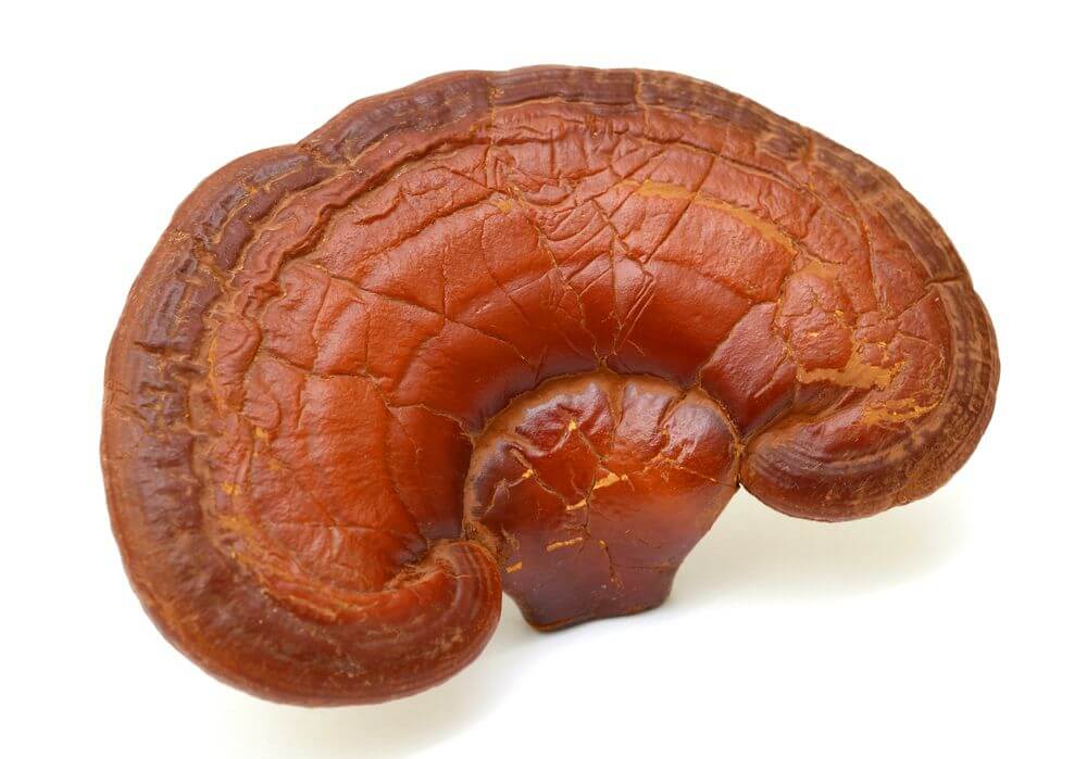 reishi