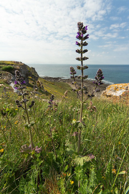 wild sage