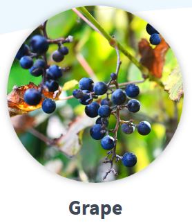 grape image