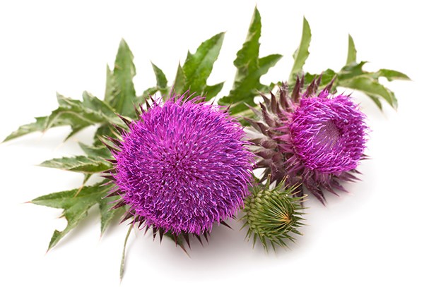 milk-thistle