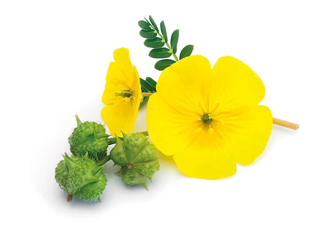 tribulus