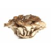 Mushrooms4Life | Bio Trsnatec lupenitý/ Maitake v prášku 60 g